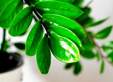 تصویر 3 از قیمت خرید گل و گیاه آپارتمانی زاموفیلیا + فروش ویژه